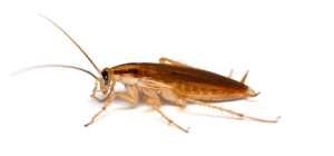 Német csótány (Blattella germanica) felismerése