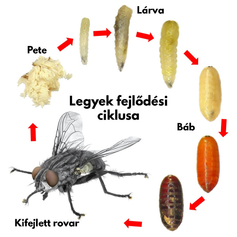légy fejlődési szakasza