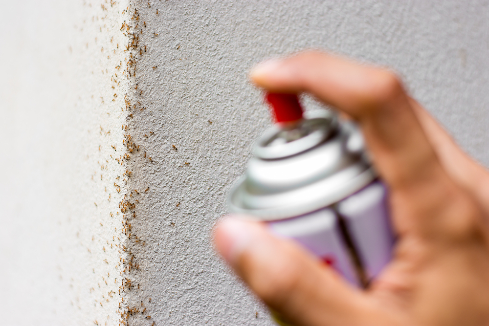 Hangyairtás aeroszolos spray segítségével Budapesten