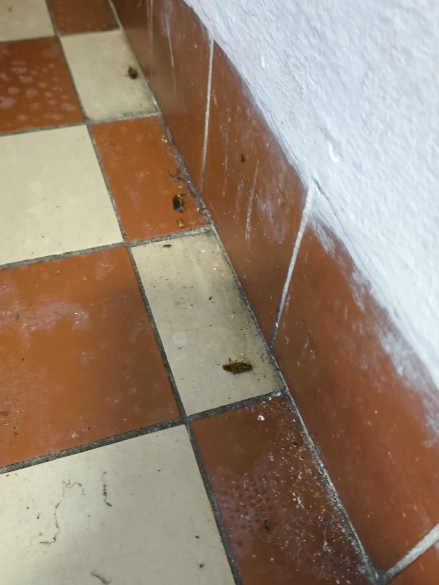 Csótányirtás Budapest VII. kerület – lakáskezelés