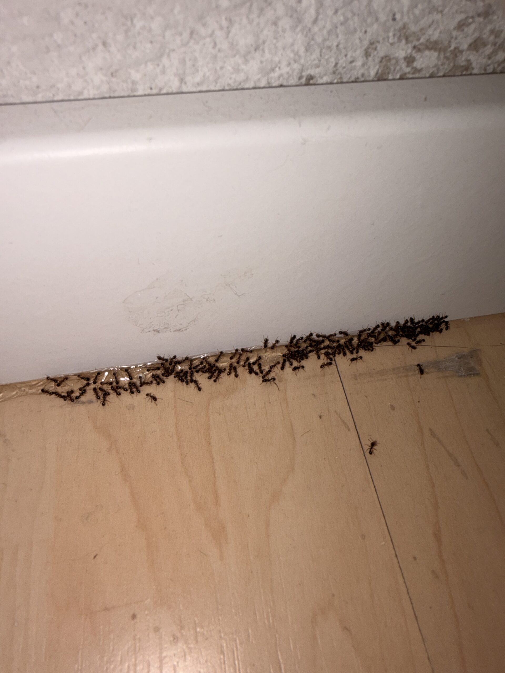 Hangyák a lábazat mentén kihelyezett gélcsalétken egy XVI. kerületi lakásban